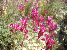 Hedysarum boveanum ssp europaeum